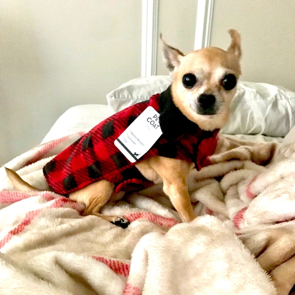 🎉Host Pick🎉 Red & Black Pet Jacket Sz S